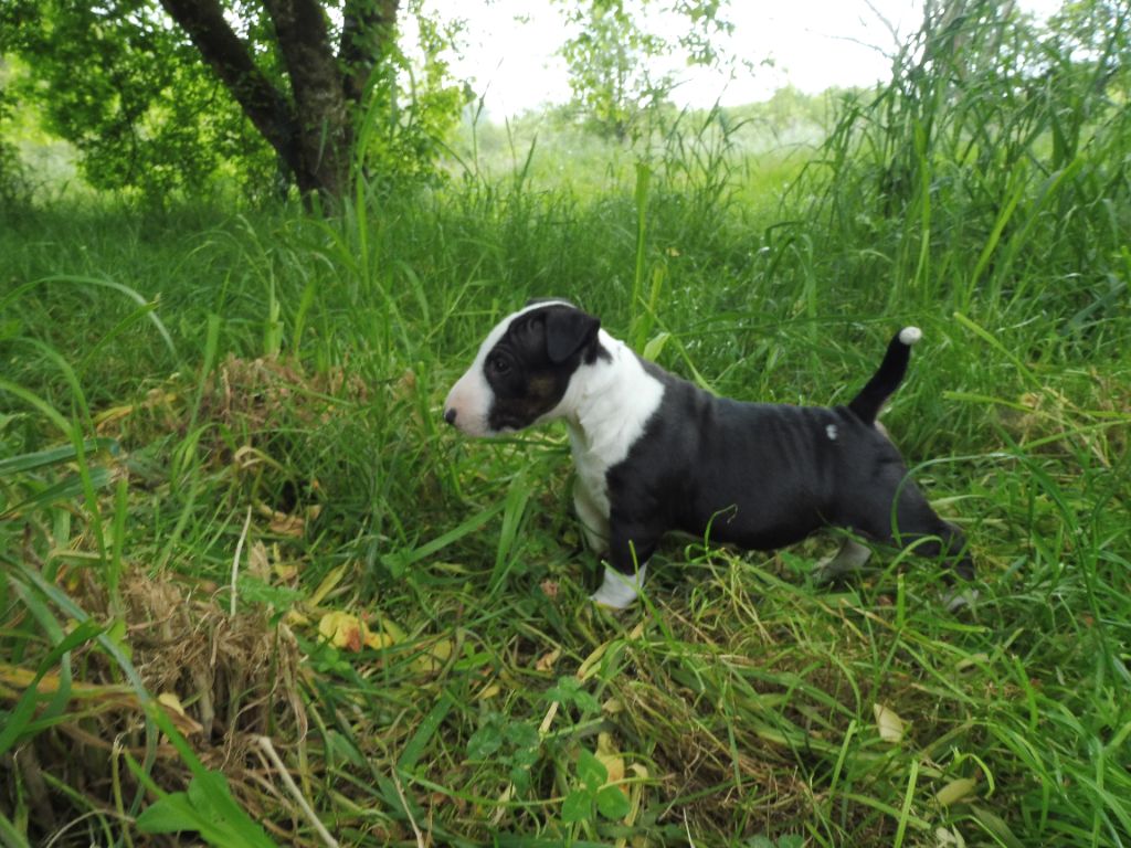 du Whoochymerry Camp - Chiot disponible  - Bull Terrier Miniature
